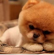 Image result for Cute Baby Animals Dog