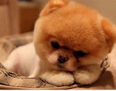 Image result for Baby Dogs