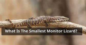 Image result for Smallest Monitor Species