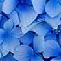 Image result for Wildflower Case Backgrounds