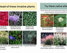 Image result for Non-Native Plants List