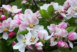 Image result for Self-Pollinating Apple Trees