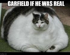 Image result for Fat Cat Do You Have a Question Meme