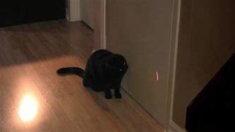 Image result for Cat Playing with Red Dot