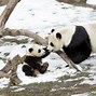 Image result for Panda with Baby