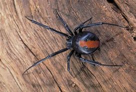 Image result for Spider with Red Oval On Back