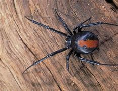 Image result for Redback Spider Taxonomy