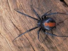 Image result for Brown Spider with Red Back