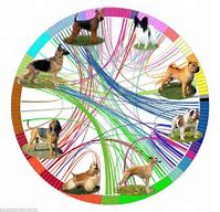 Image result for Dog Breed Evolution Chart