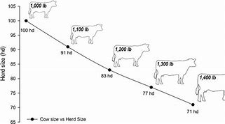 Image result for Largest Cattle Herd in the World