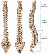Image result for Basic Spine Anatomy