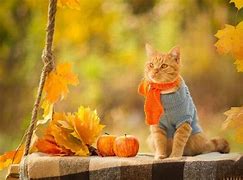 Image result for Happy Autumn Cat