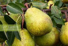 Image result for Pyrus communis Calebasse a la Reine