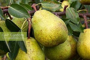 Image result for Pyrus communis Jeanne dArc