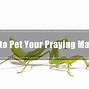 Image result for Pet Playing Mantis