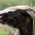 Image result for gypsy cobs horses