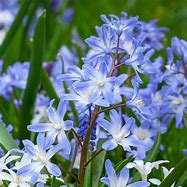 Image result for Chionodoxa luciliae