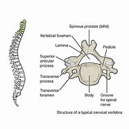 Image result for Cervical Spine Structure