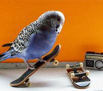 Image result for Funny Birds