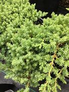 Image result for Juniperus procumbens Nana