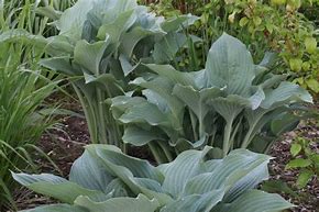 Image result for Hosta Krossa Regal