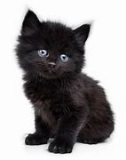 Image result for Small Black Cat with 4 Ears