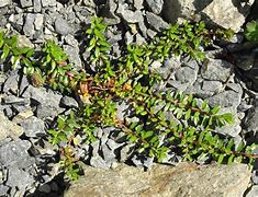Image result for Salix lindleyana