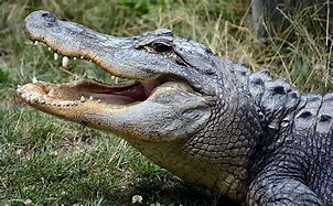Image result for Alligator or Crocodile