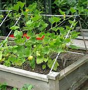 Image result for Squash Plant Support