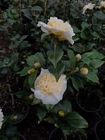 Image result for Camellia williamsii Jurys Yellow