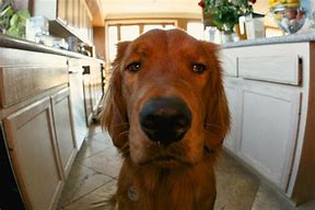 Image result for Unimpressed Dog Face