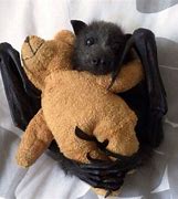 Image result for Famous Cute Bat