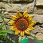 Image result for Sunflower Garden Decor