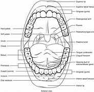 Image result for Cartoon Mouth Clip Art Free