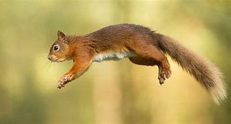 Image result for Moving Animal Pictures