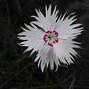 Image result for Dianthus plumarius Prince Charming