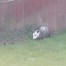 Image result for Back Yard Possum