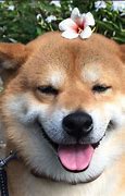 Image result for Happy Dog PFP