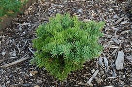 Image result for Abies concolor Eagle Point