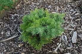 Abies concolor Eagle Point に対する画像結果