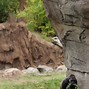 Image result for Big Gorilla at the La Zoo Warren Zevon