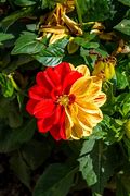 Image result for Double Colored Flowers