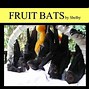 Image result for Rousette Fruit Bat