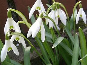 Image result for Galanthus Olana