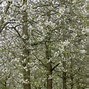Image result for Prunus avium Varikse Zwarte