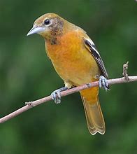 Image result for Female Baltimore Oriole