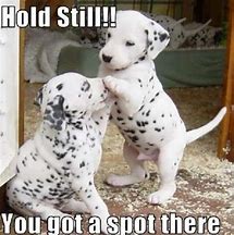 Image result for Cute Puppys Memes 2019