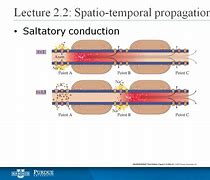 Image result for Saltatory