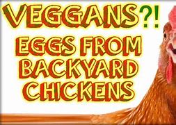 Image result for Can Vegans Eat Eggs