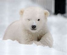 Image result for Cute Baby Polar Bear
